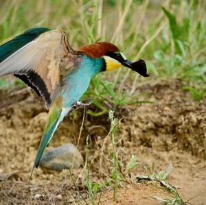 European Bee-eater