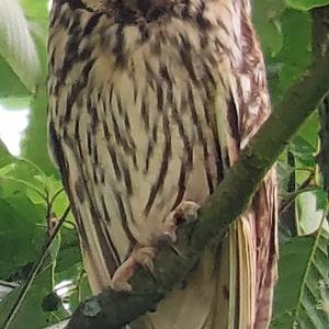 Long-eared Owl