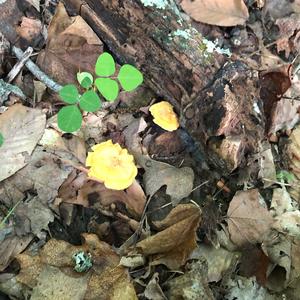 Chanterelle, Common