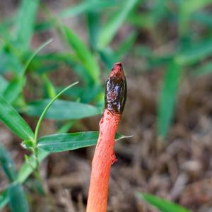 Stinkhorn, Common