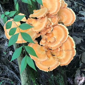 Chicken Mushroom