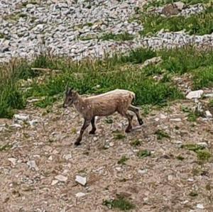 Alpine Ibex