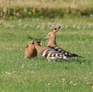 Eurasian Hoopoe