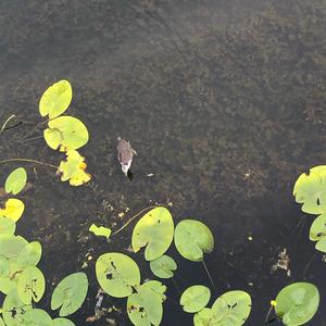 Common Coot