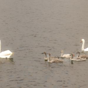 Mute Swan