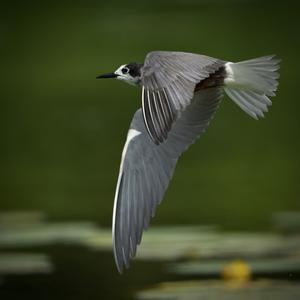 Black Tern