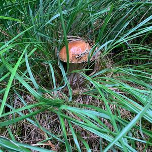 King Bolete