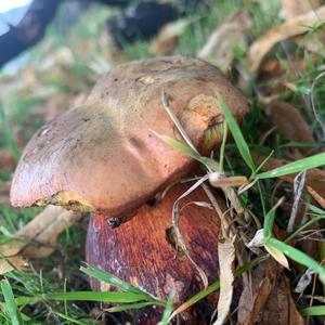 Lurid Bolete