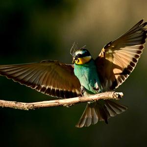 European Bee-eater