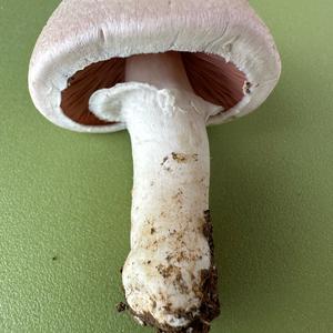 Meadow Agaric