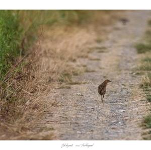 Corncrake