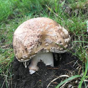 Braunscheckiger Stink-Champignon