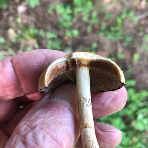 Horse Mushroom