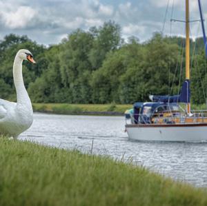 Mute Swan