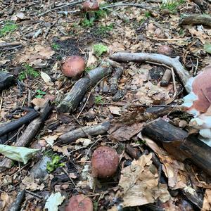 Bare-toothed Russula