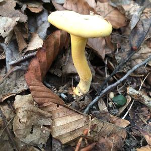 Chanterelle, Common