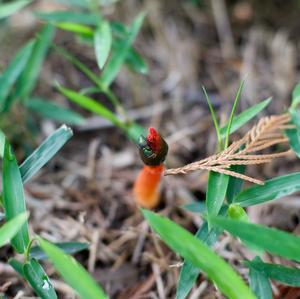 Stinkhorn, Common