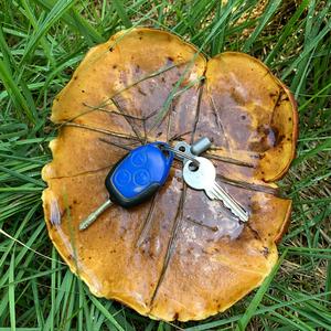 Dotted-stem Bolete