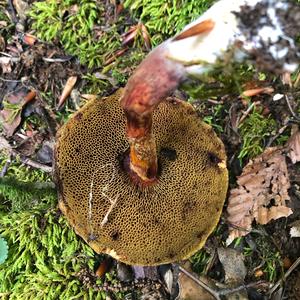 Red-cracked Bolete