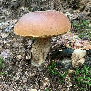 King Bolete