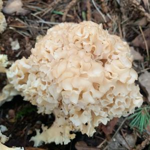 Eastern Cauliflower Mushroom