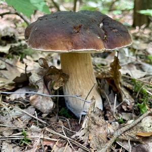 King Bolete