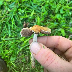 Bluing Psilocybe