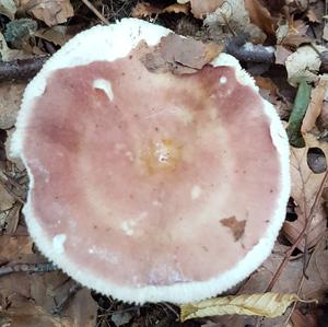 Bare-toothed Russula