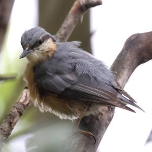 Wood Nuthatch