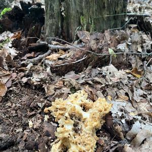 Eastern Cauliflower Mushroom