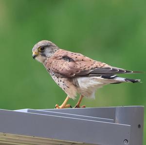 Common Kestrel