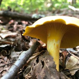 Chanterelle, Common