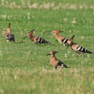 Eurasian Hoopoe