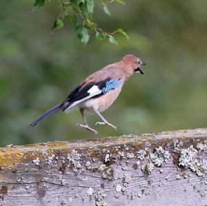 Eurasian Jay