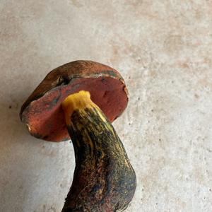 Lurid Bolete