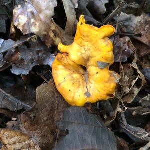 Chanterelle, Common