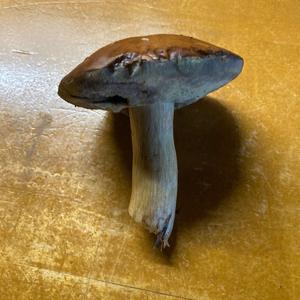 Bay Bolete