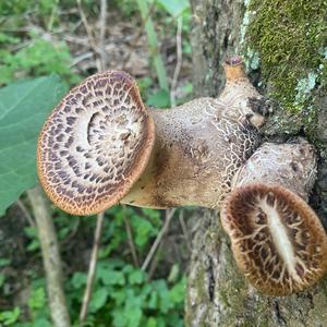 Dryad`s Saddle