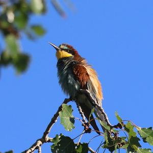 European Bee-eater