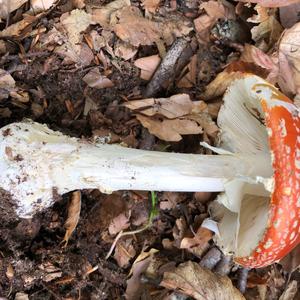 Fly Agaric