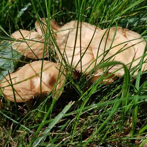 Fairy Ring Mushroom