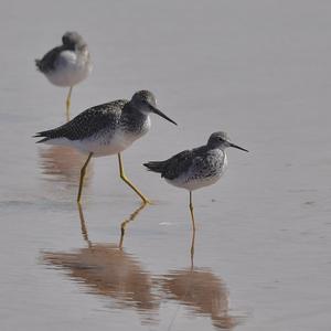 Greater Yellowlegs