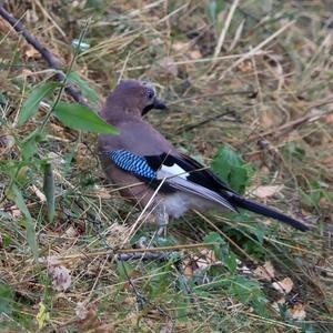 Eurasian Jay