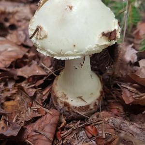 Citron Amanita