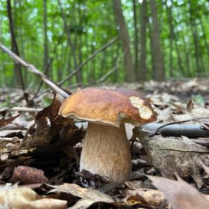 Summer Bolete