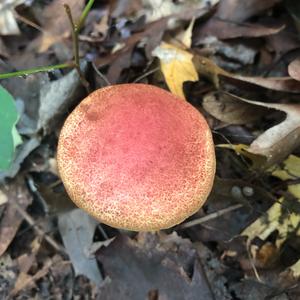 Red-cracked Bolete