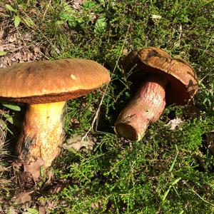 Dotted-stem Bolete