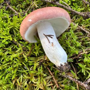 Bare-toothed Russula