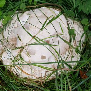 Giant Puffball