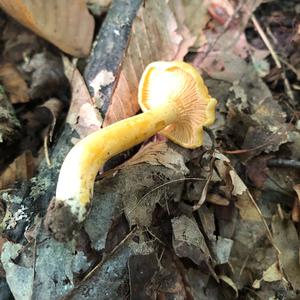 Chanterelle, Common